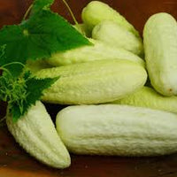 Cucumber- White Wonder