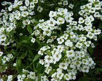 Alyssum- Snow Cloth