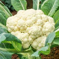 Cauliflower Snowball Vegetable Seeds