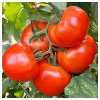 Big Beef/Shin Cheong Gang Grafted – Organic Tomato Seed