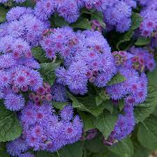 Ageratum- Market Growers Blue