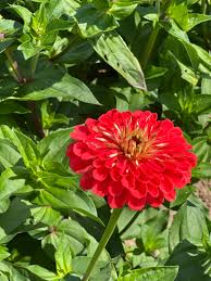 Zinnia- Benary's Giant Coral