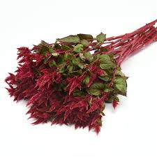 Celway Red – Celosia Seed