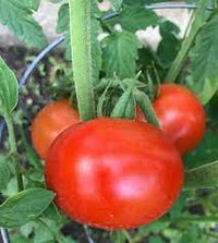 Tomato Roma Heirloom Vegetable Seeds