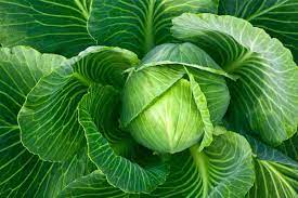 Cabbage Poi Vegetable Seeds