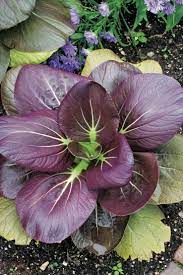 Cabbage, Chinese- Pak Choi - Purple Early F1