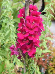 Chantilly Purple – Snapdragon Seed