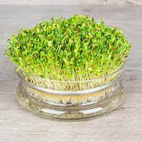 Alfalfa – Organic Sprouting Seeds