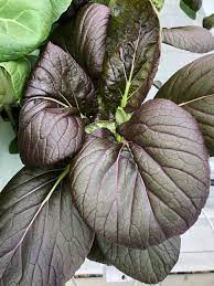 Cabbage, Chinese- Pak Choi - Purple Early F1