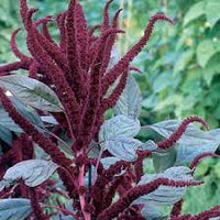 Amaranth- Oeschberg