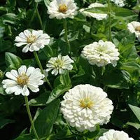 Zinnia- Polar Bear