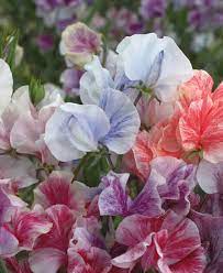 Spencer Ripple Formula Mix Sweet Pea Seed