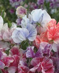 Spencer Ripple Formula Mix Sweet Pea Seed