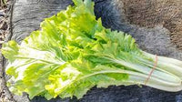 Cabbage, Chinese- Tokyo Bekana