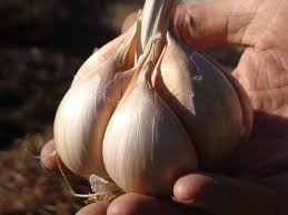 Elephant Garlic