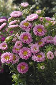 Bonita Shell Pink – Film-Coated China Aster Seed