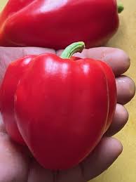 Capsicum- Big Red