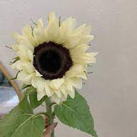 Yellow Sunflower with Black Heart Seeds