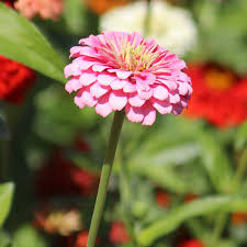 Benary’s Giant Bright Pink – Zinnia Seed