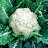 Cauliflower Super Snowball Vegetable Seeds