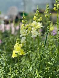 Madame Butterfly Yellow – Snapdragon Seed