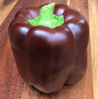 Capsicum- Chocolate Beauty