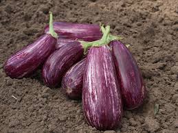 Annina – Organic Eggplant Seed