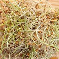 Wheat, Hard Red Winter Organic Sprout Seed