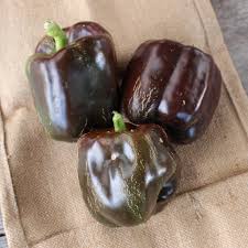 Capsicum- Chocolate Beauty