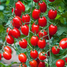 Tomato Hybrid Suhyana Vegetable Seeds