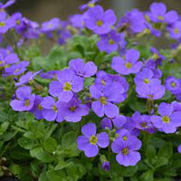 Aubretia Blue