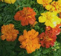 Durango Outback Mix – Marigold Seed