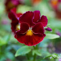 Viola- Arkwright Ruby