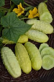 Cucumber- White Wonder