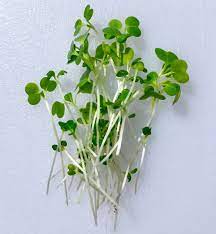 Pak Choy Green - Microgreen Seeds