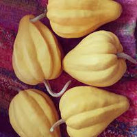 Winter Squash- Thelma Sanders 25g