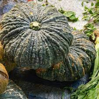 Pumpkin- Marina Di Chioggia