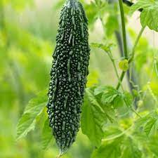 Bitter Gourd Jonpuri Vegetable Seeds