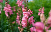 Cannes Pink II–III – Snapdragon Seed