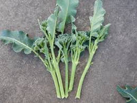 Bella Verde – Mini Broccoli Seeds