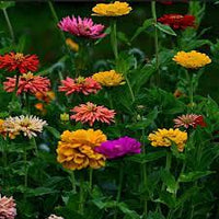 Zinnia- Thumbelina Dwarf Mix