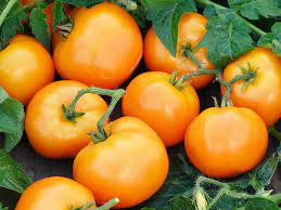 Tomato Oblate Yellow  Vegetable Seeds