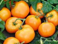 Tomato Oblate Yellow  Vegetable Seeds