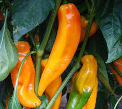 Capsicum- Hungarian Sweet Wax Red