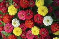 Double Zahara Brilliant Mixture – Dwarf Zinnia Seeds