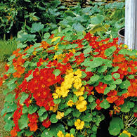 Alaska Mix – Nasturtium Seed