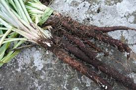 Black Salsify