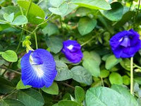 Blue Butterfly Pea