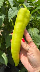 Capsicum- Sweet Banana