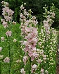 Fancy Pink with White Bee – Larkspur Seed